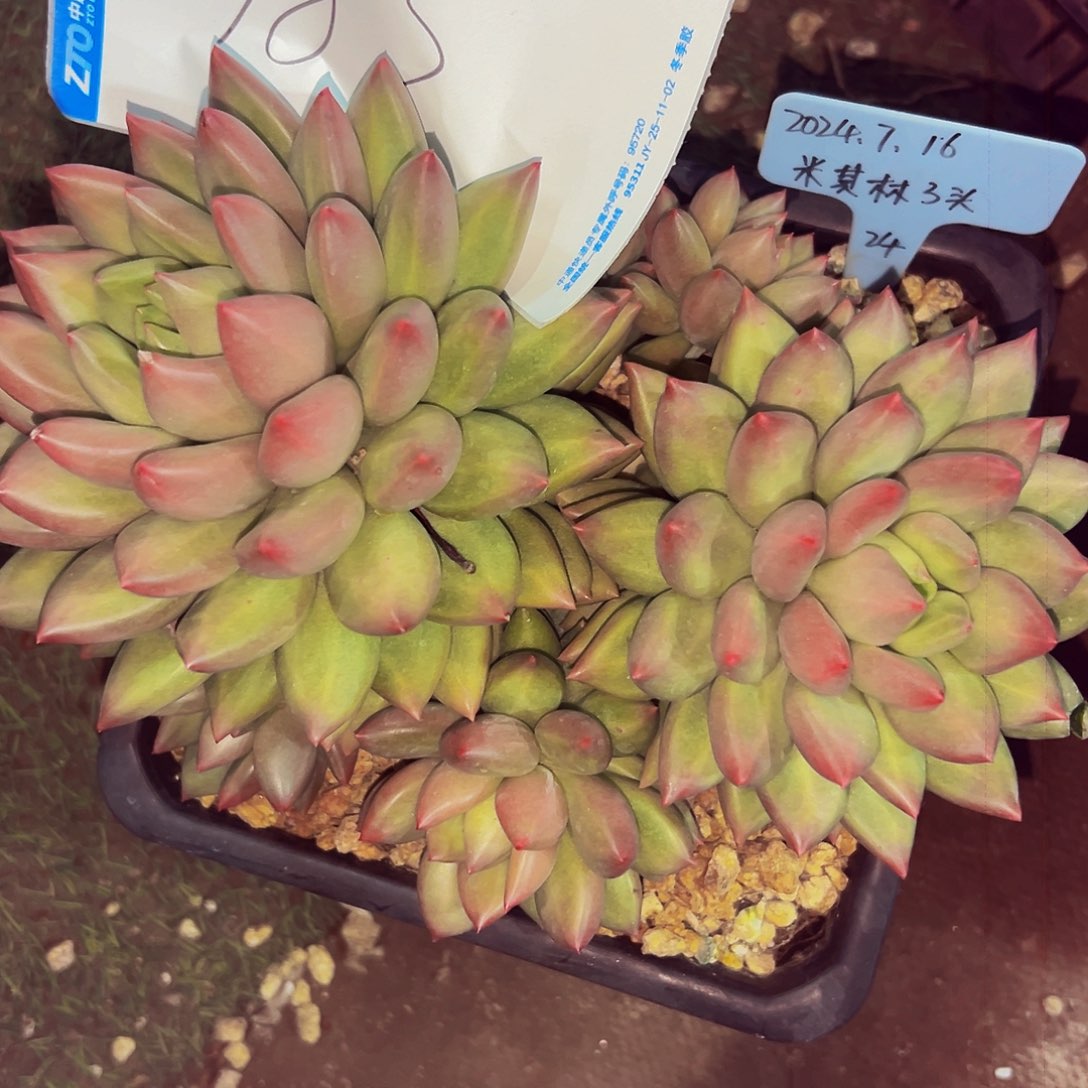 雪***飘983号一物一拍脱土包邮