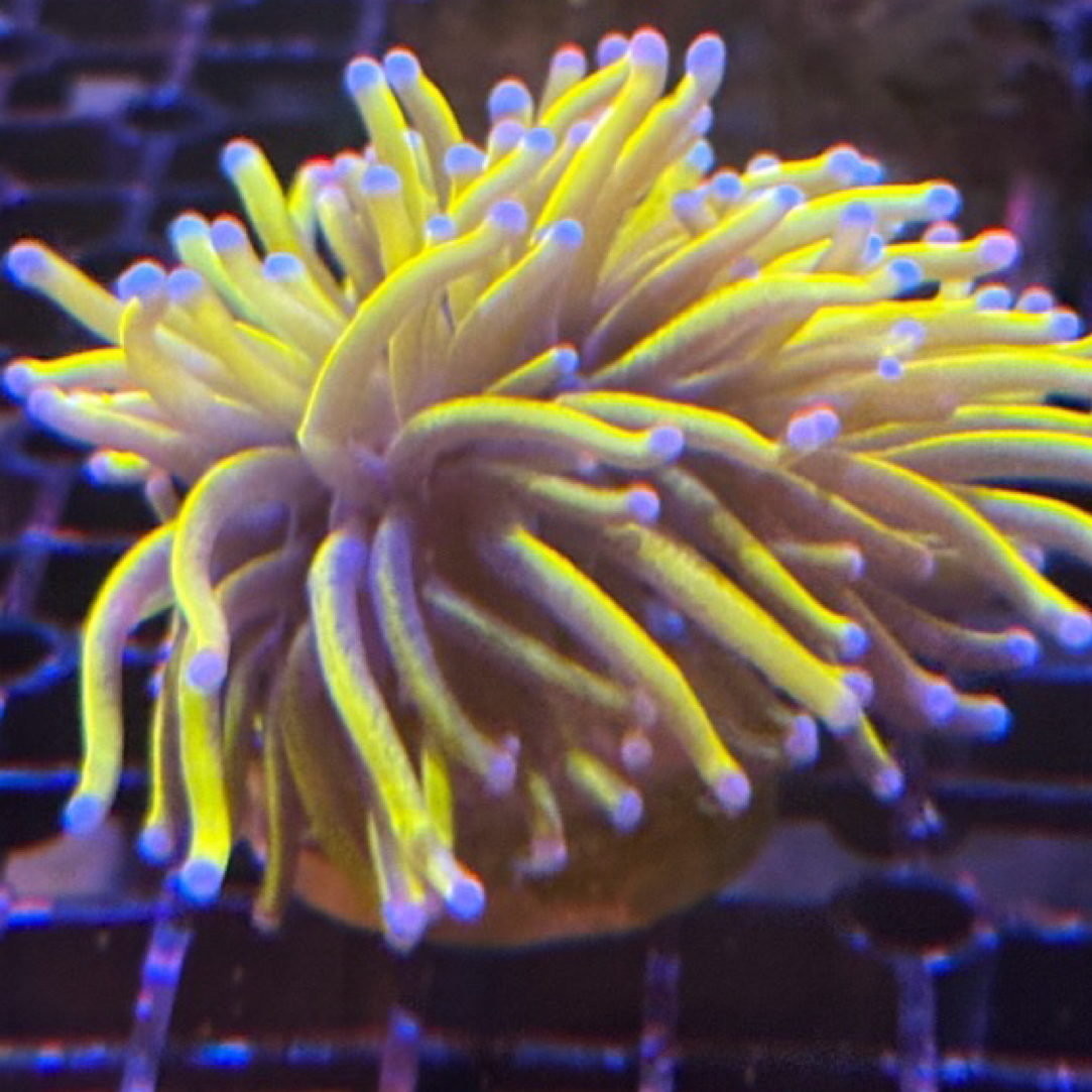 【天萱海洋】火柴头珊瑚 圣杯火柴 金火柴 彩点火彩金点黑火柴头LPS