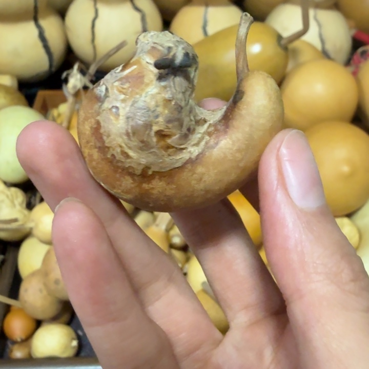 黄***犬健健康康健健康康健健康康