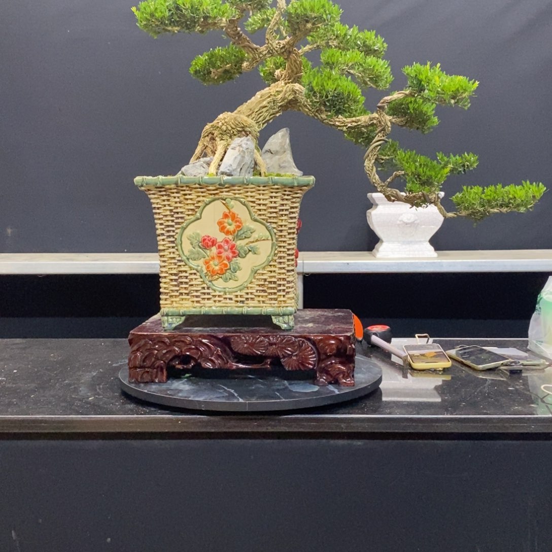 无花朵黄杨盆景园林