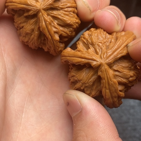 白狮子1111111111111112