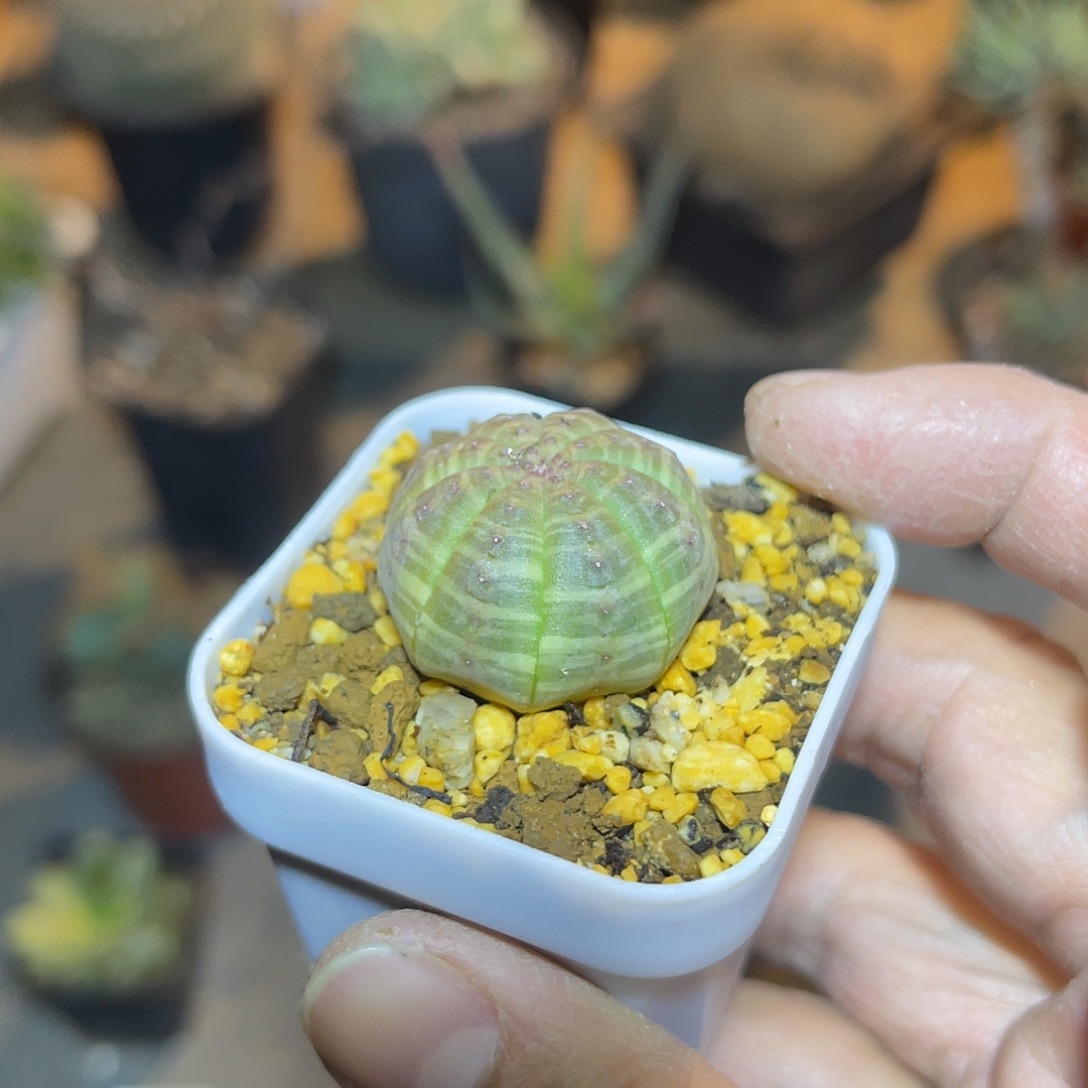 实生布纹球一物一拍