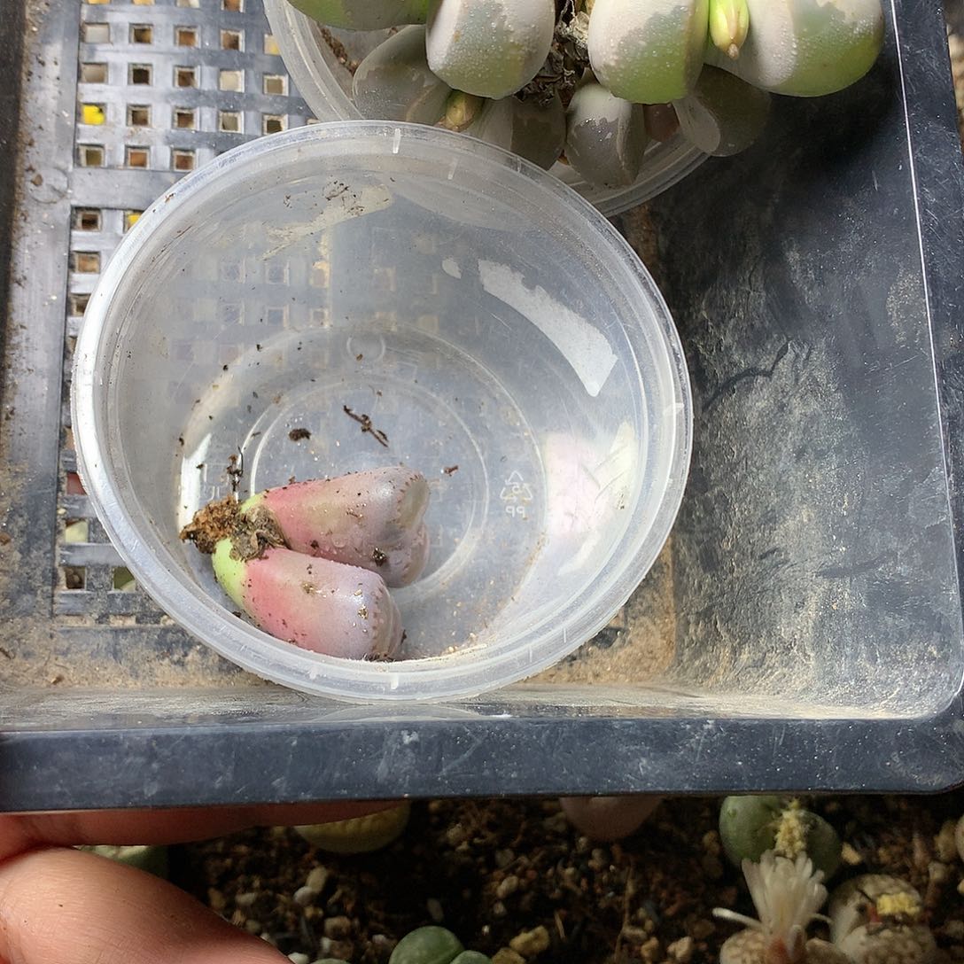 ?****&T249多肉植物保护