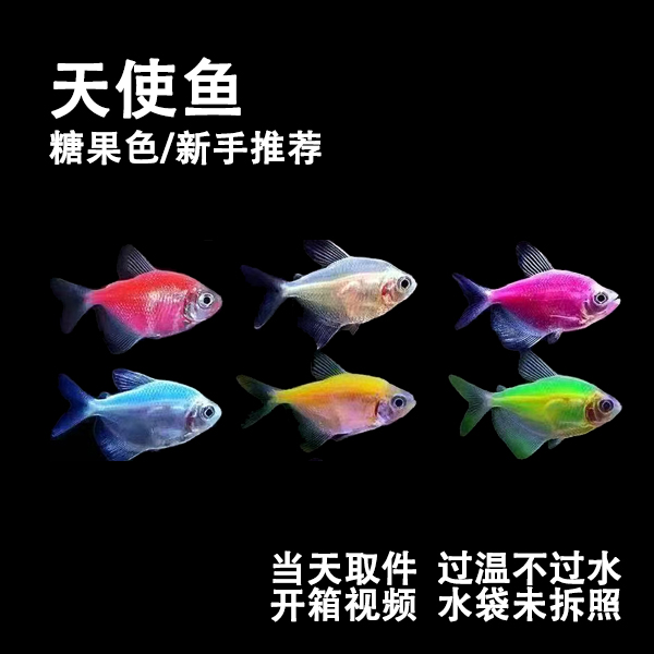 【天使鱼】糖果色小型观赏鱼 七彩鱼 新手好养耐活不掉色