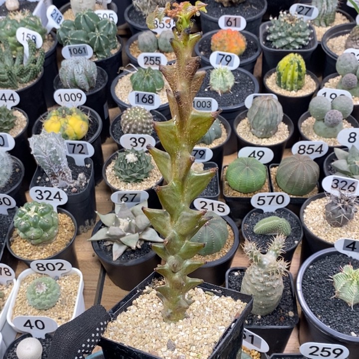 实生墨西哥角榄119号高度20cm