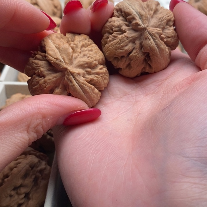 霸王龙全品无修一道没动