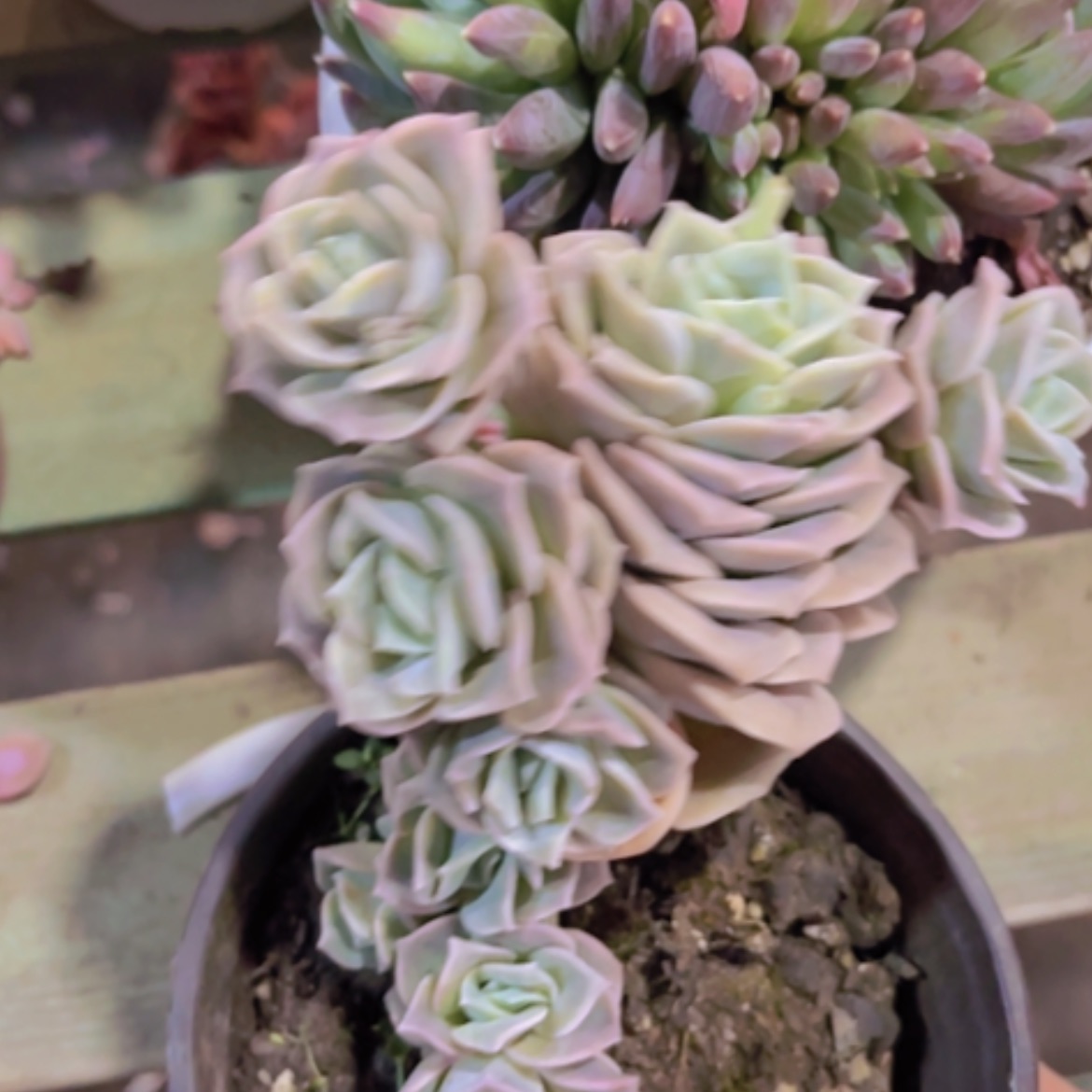 【闪购商品】可爱玫瑰9头15144