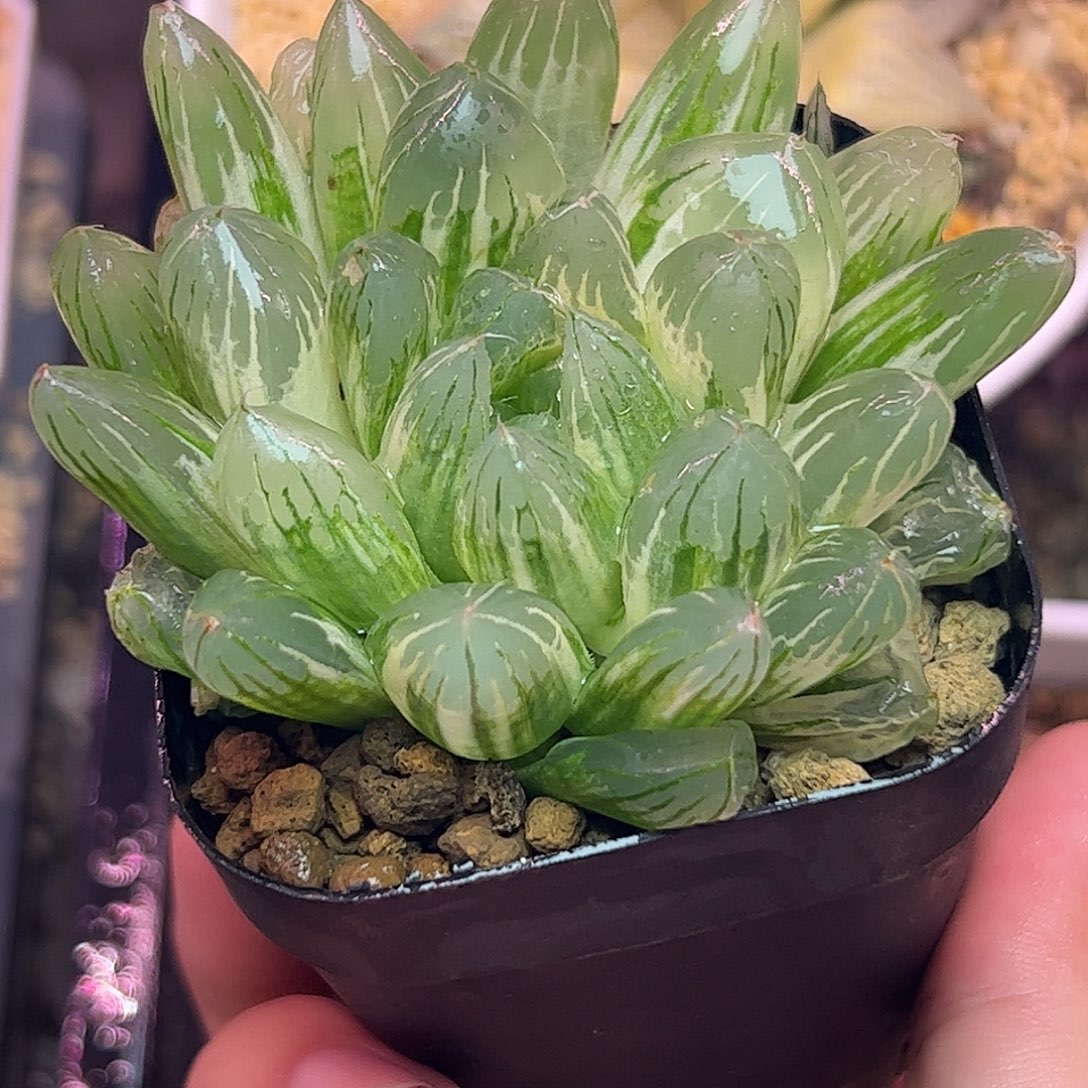 茵梦湖母本七公分十二卷多肉