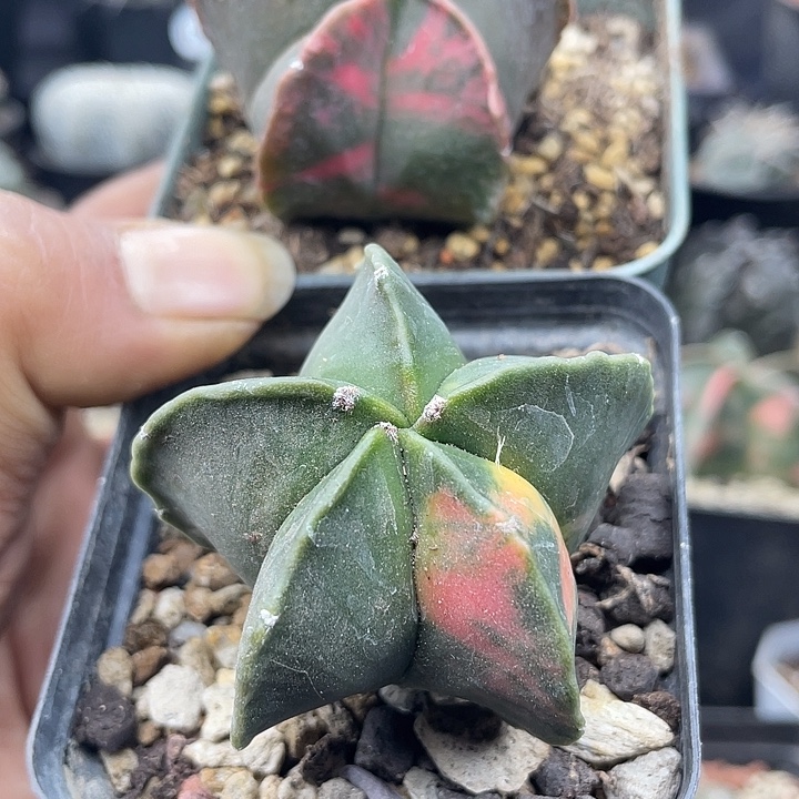 梦***蝶两颗鸾凤玉锦包邮