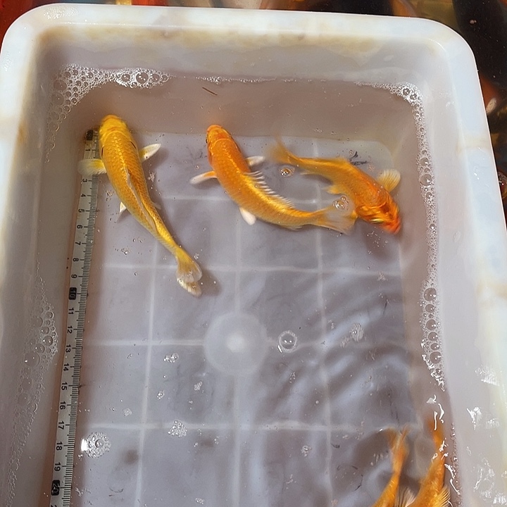 蝴蝶鲤鱼渔场直发22