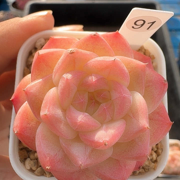 樱花多肉植物91号