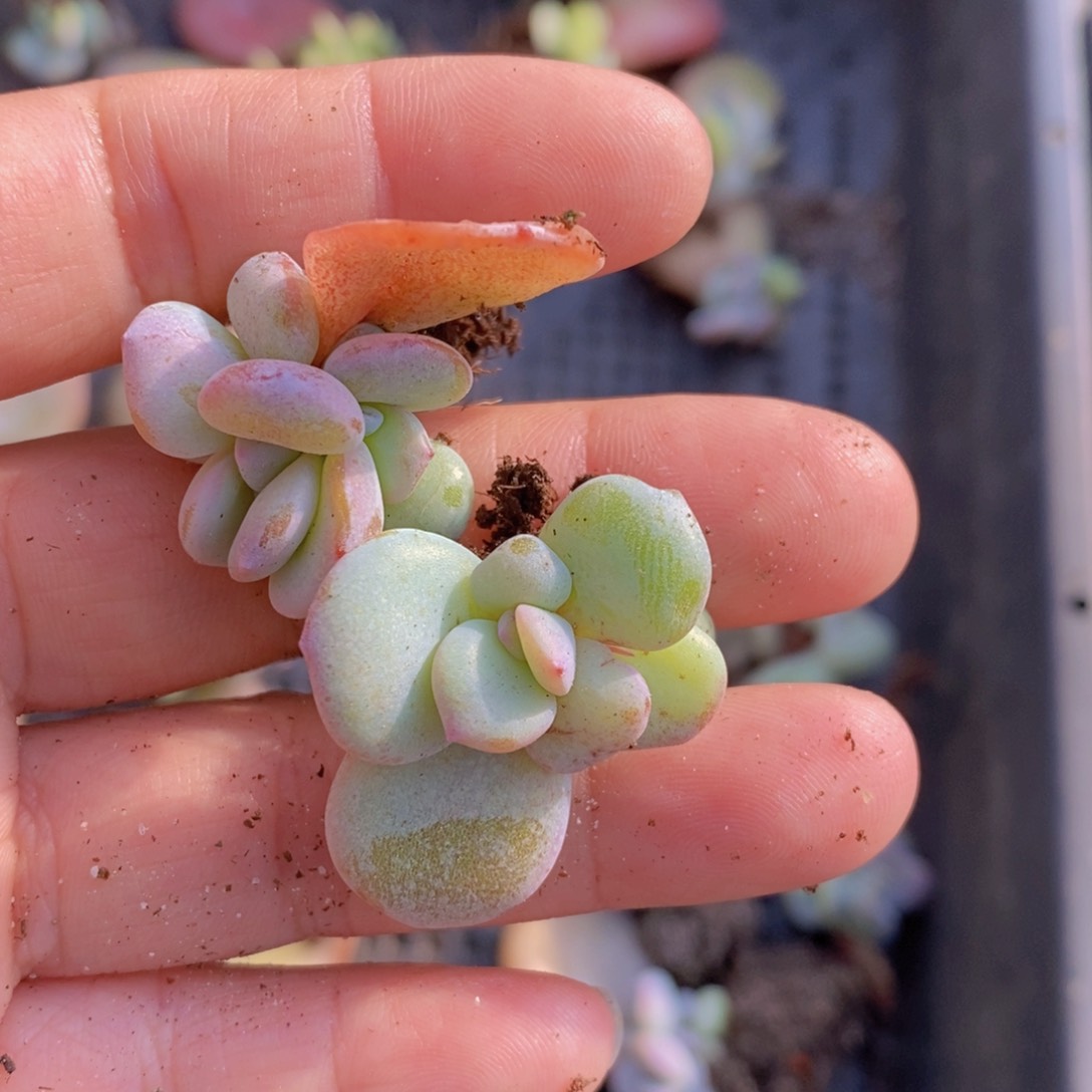2头奶茶叶插苗20棵，有根。
