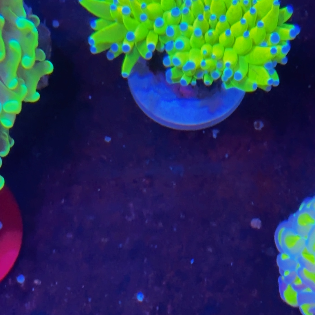 万鱼来朝海水观赏