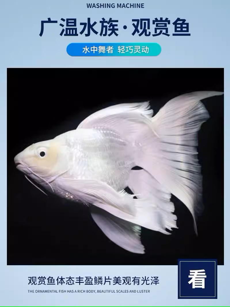 精品蝴蝶鲤白色球短11-15蝴蝶鲤观赏鱼自家渔场直发好养混精品鱼