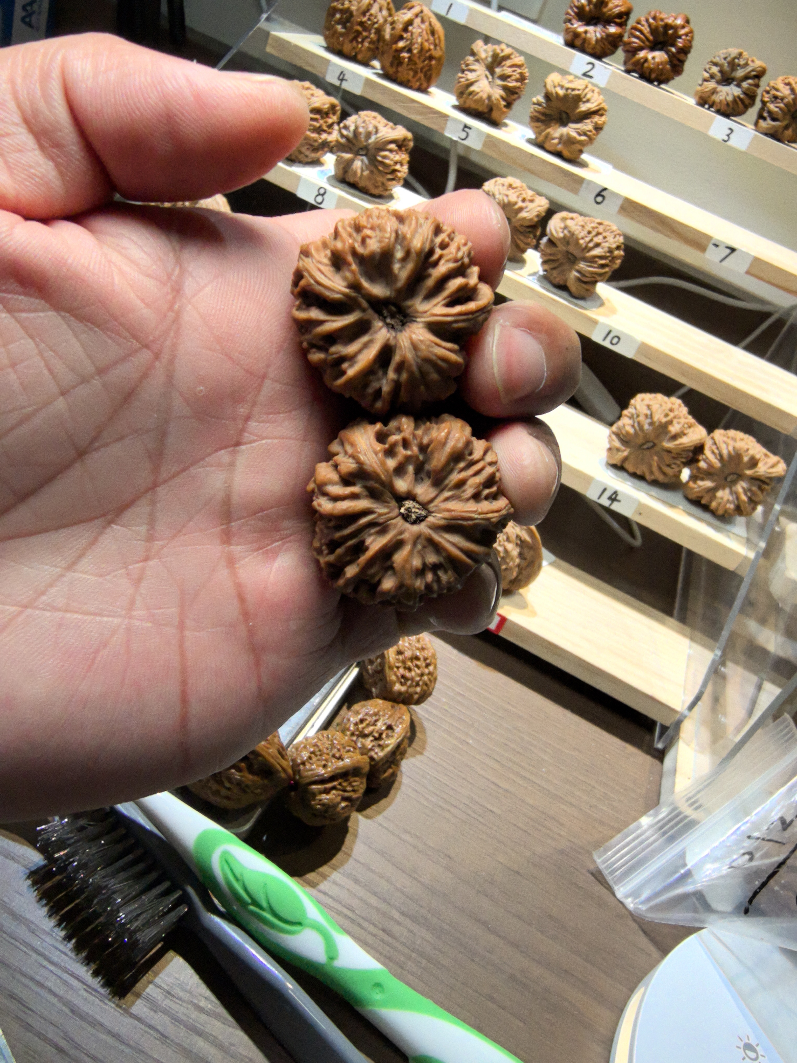 鲸品南疆石核桃小尺寸