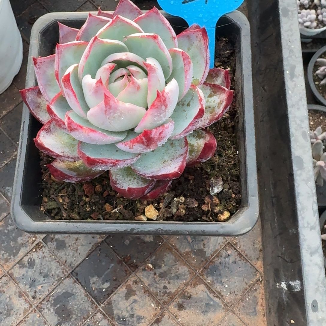 24粉丝福利惊鸿仙子