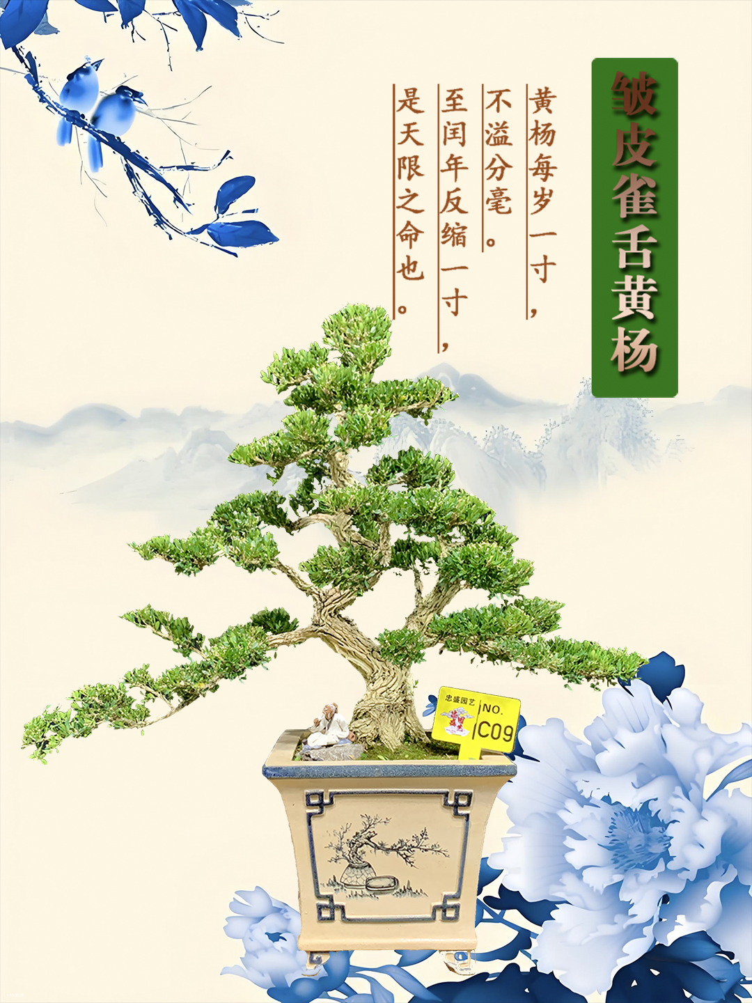 【C09】高端室内盆景皱皮雀舌黄杨老桩游龙造型盆栽四季常青绿植