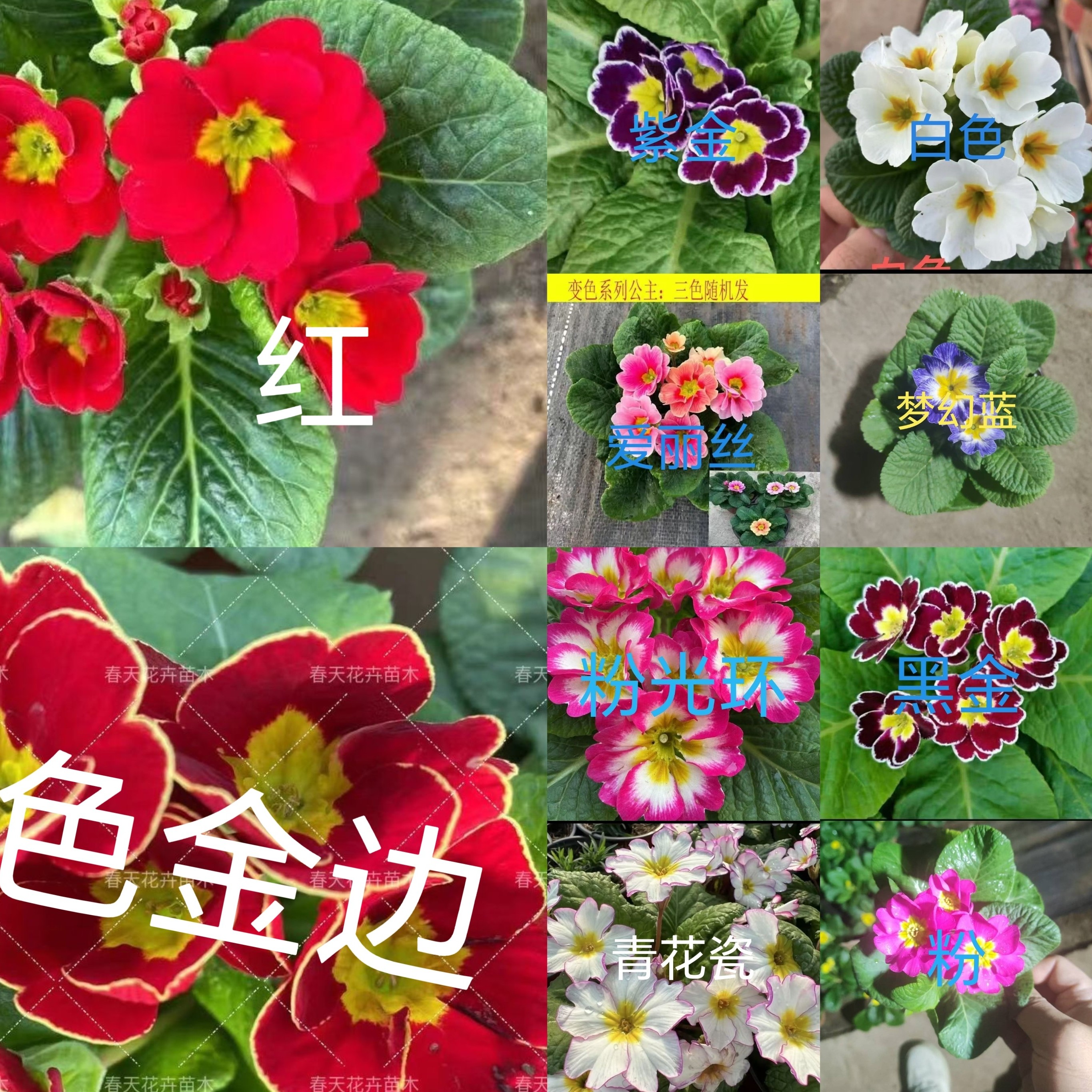 报春花盆栽欧洲报春花花苗冬季漏天室外喜阳耐寒花卉观花带香气花