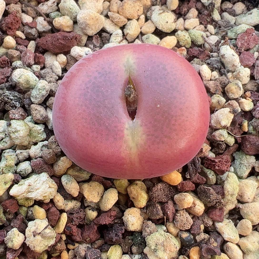 一物一拍脱土发。 821