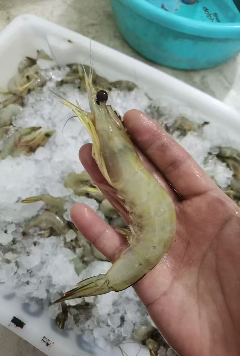 野生速冻白刺虾（顺丰冷链包邮）