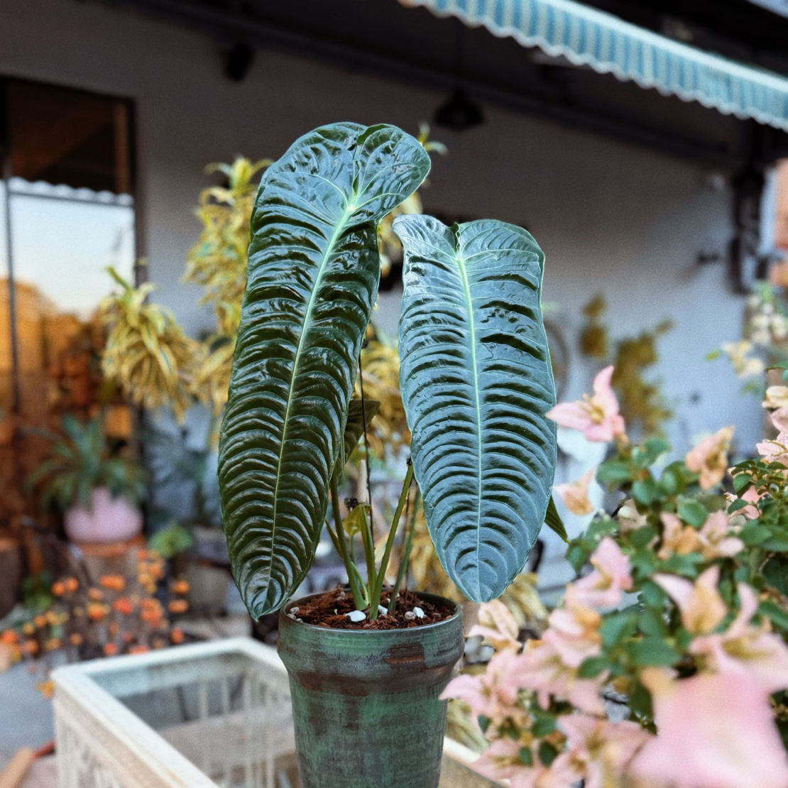 火鹤王花烛贵货室内绿植盆栽原土原盆发货好看好养