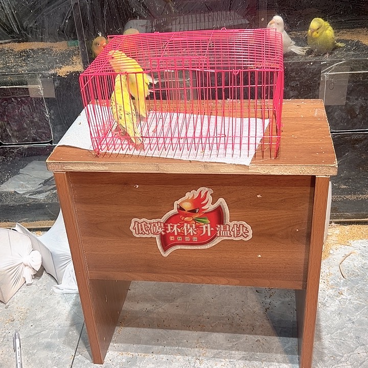 虎皮鹦鹉小虎皮鹦鹉