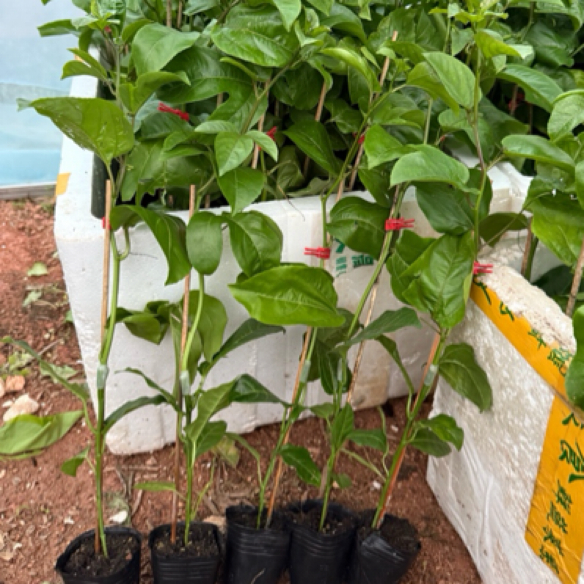 百香果苗四季结果盆栽地栽植物