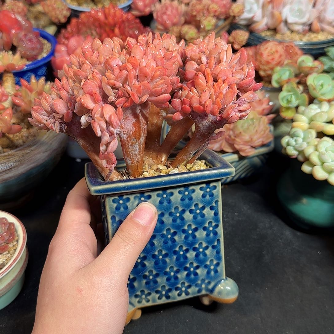 冰芯蝴蝶缀15cm左右带盆土