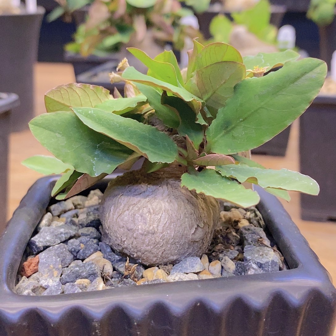 莫拉提大戟块根植物4.2公分