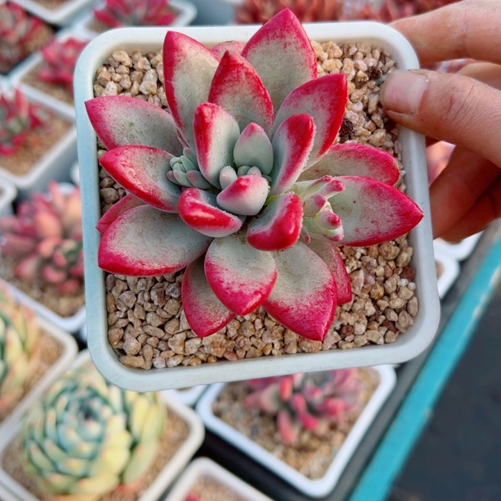 精品多肉植物老桩