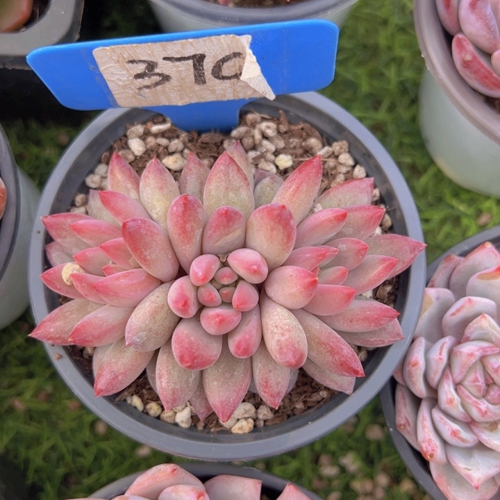 健健康康平平安安