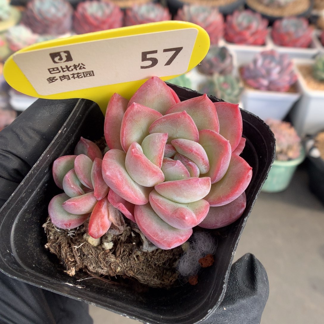 57 草莓泡芙多肉多肉