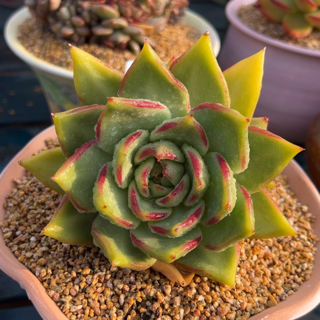 从前慢多肉精选编号0215.30