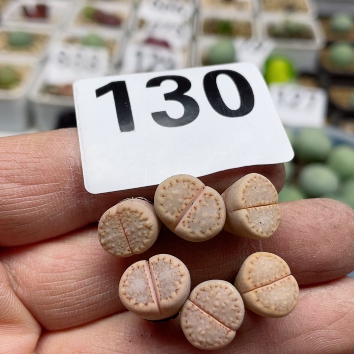 130粉饼干6颗l l l l