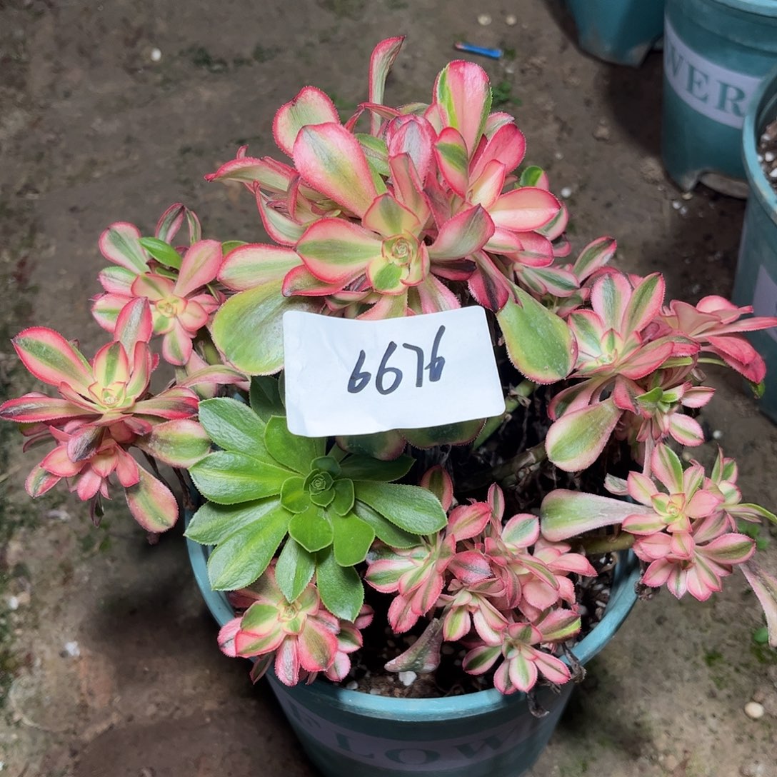 百***园多肉植物万七彩➕初恋母本