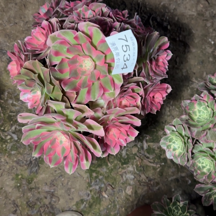 7534年为女巫多肉植物