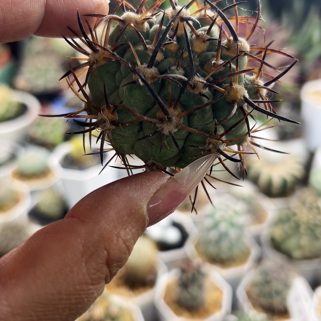 500津玉有根仙人球66666666