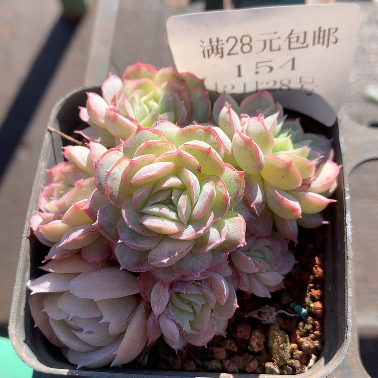 【闪购商品】云154号水晶扇贝7厘米