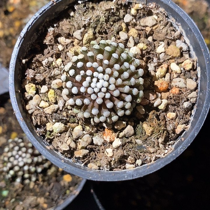 孤品自根小萝卜根松针牡丹2.2cm