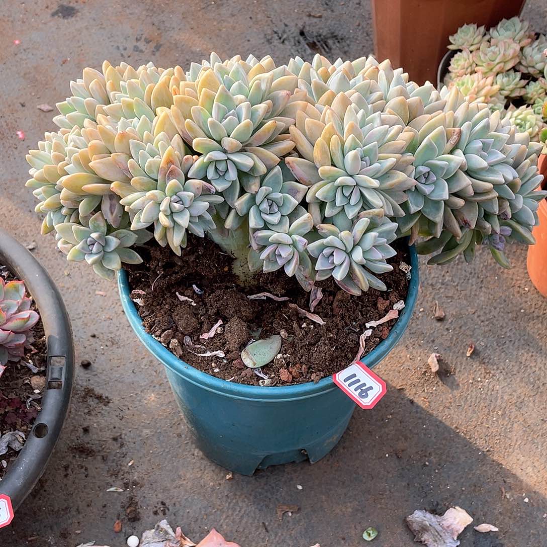 1116淡雪缀一物一拍多肉