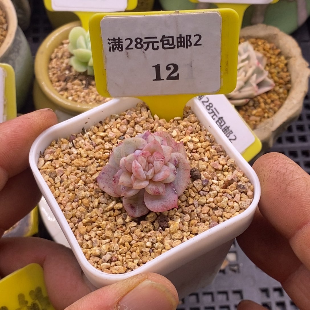 212糖心变异石化拉丝锦多肉