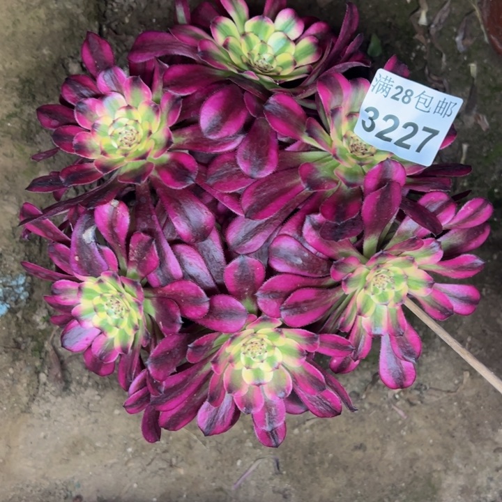 3227舞天姬多肉植物