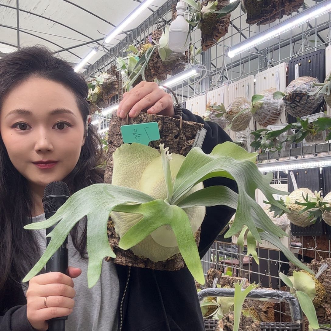 无花朵白二岐鹿角蕨