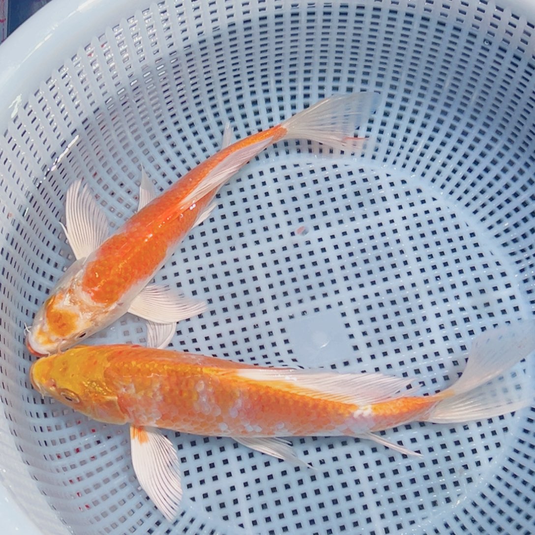 锦鲤锦鲤观赏鱼1111