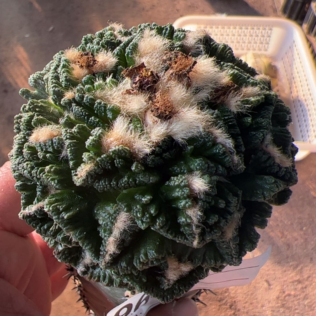 辛顿牡丹仙人球963