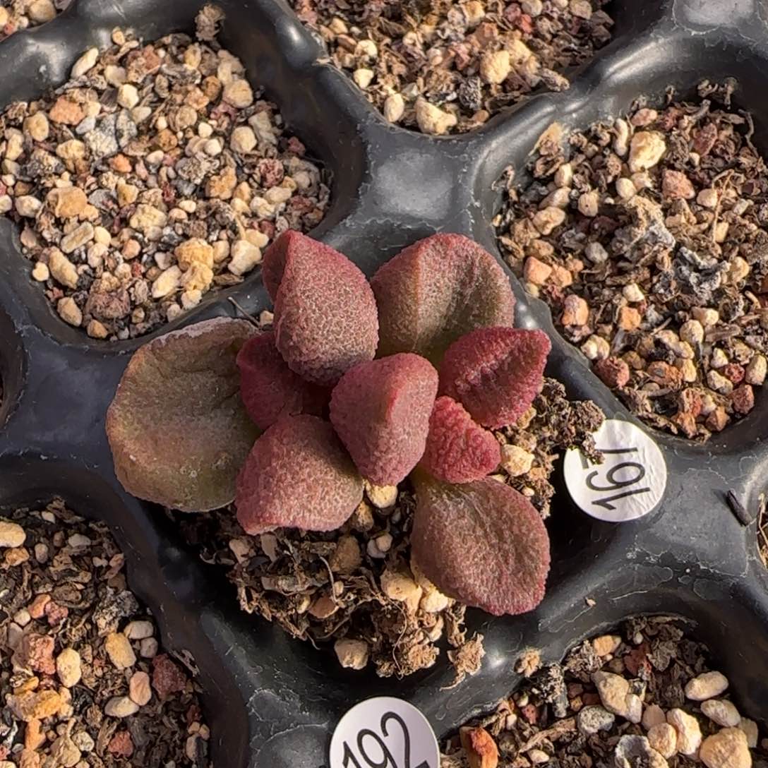 水蜜桃水泡多肉192