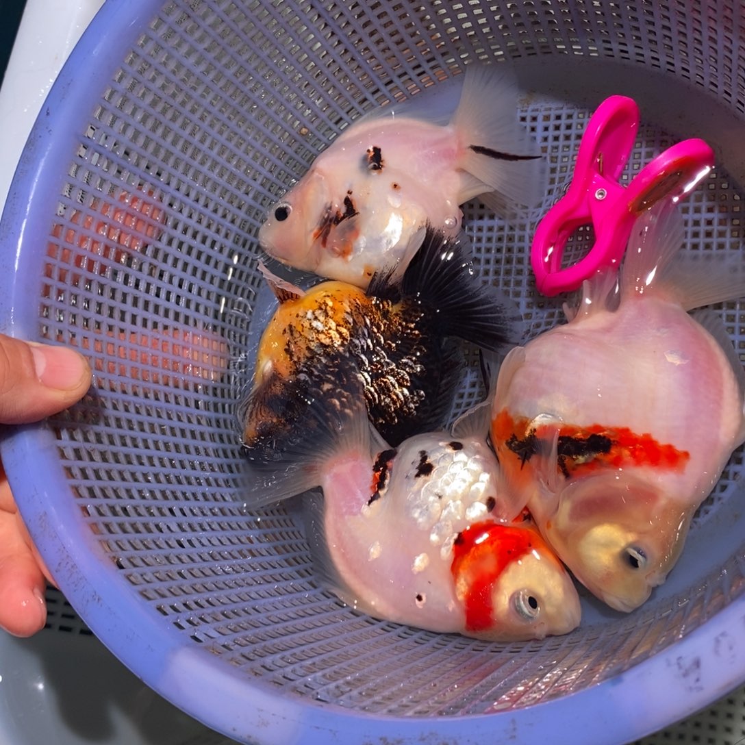 海水鱼短尾将军泰狮金鱼