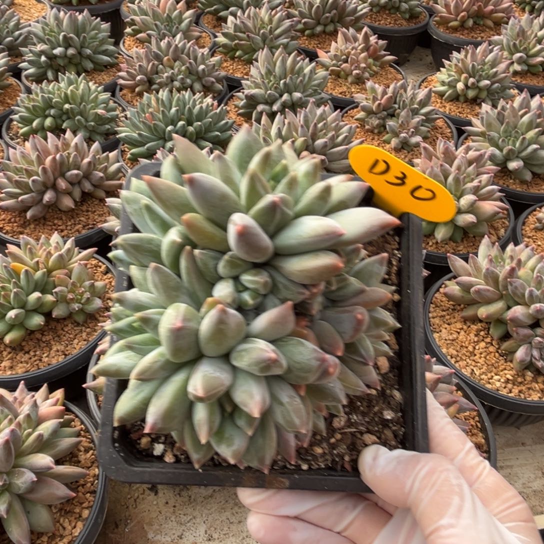 蓝***贝d30重楼群生呀呀呀呀