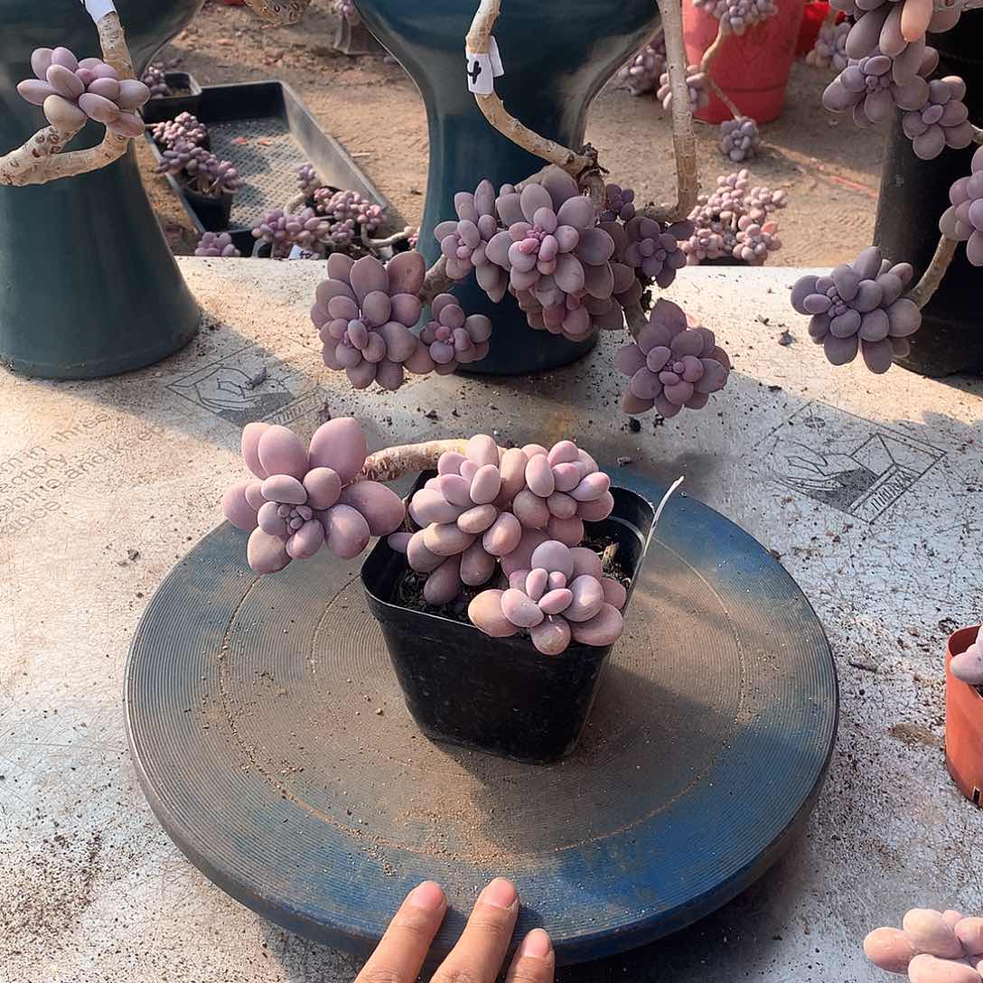 12一物一拍桃蛋老桩