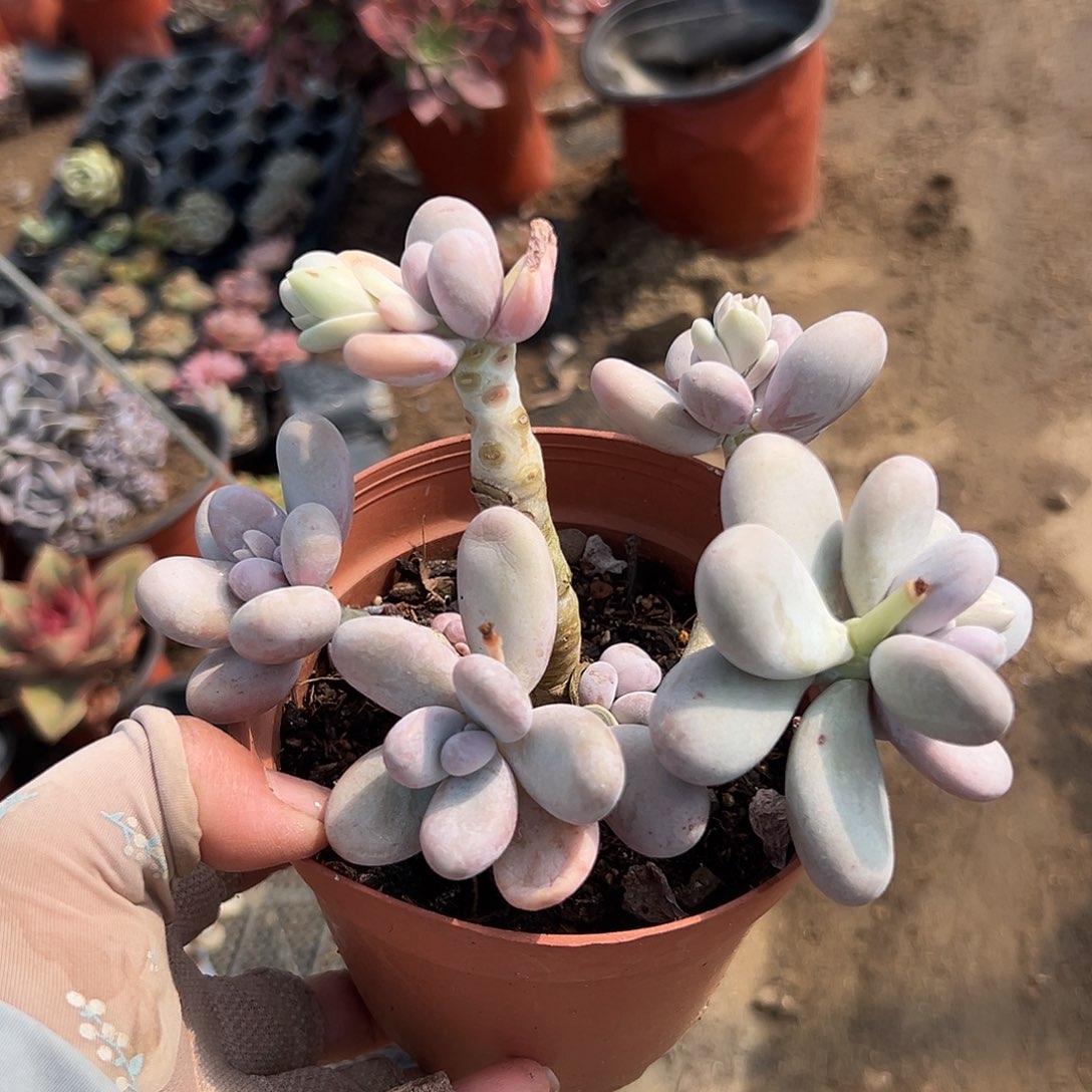 多肉植物多肉植物